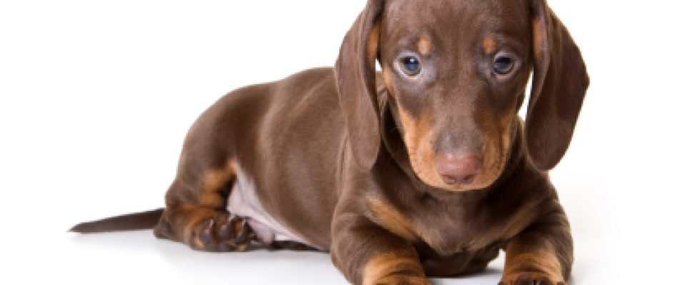 Dachshund on white background
